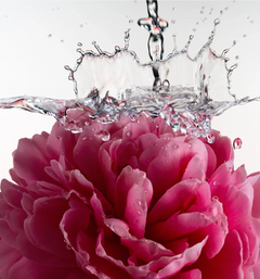 Glossy Shave Oil - Rosy Table Razor Selection